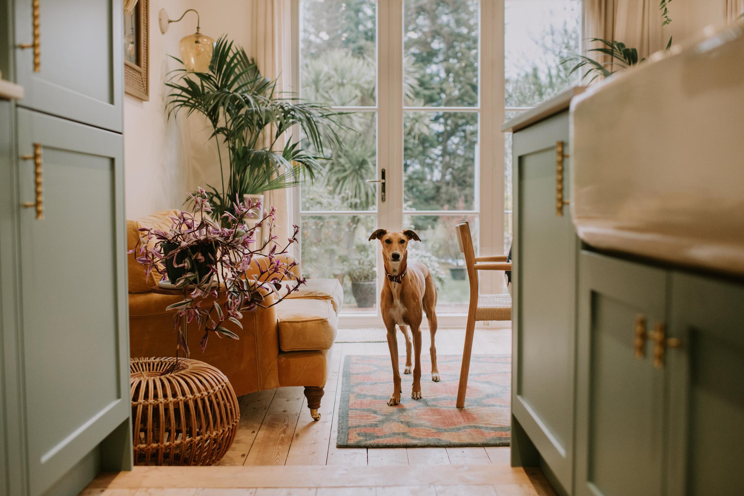 A dog stands in the middle of a cozy living room with plants and natural light | Source: Getty Images