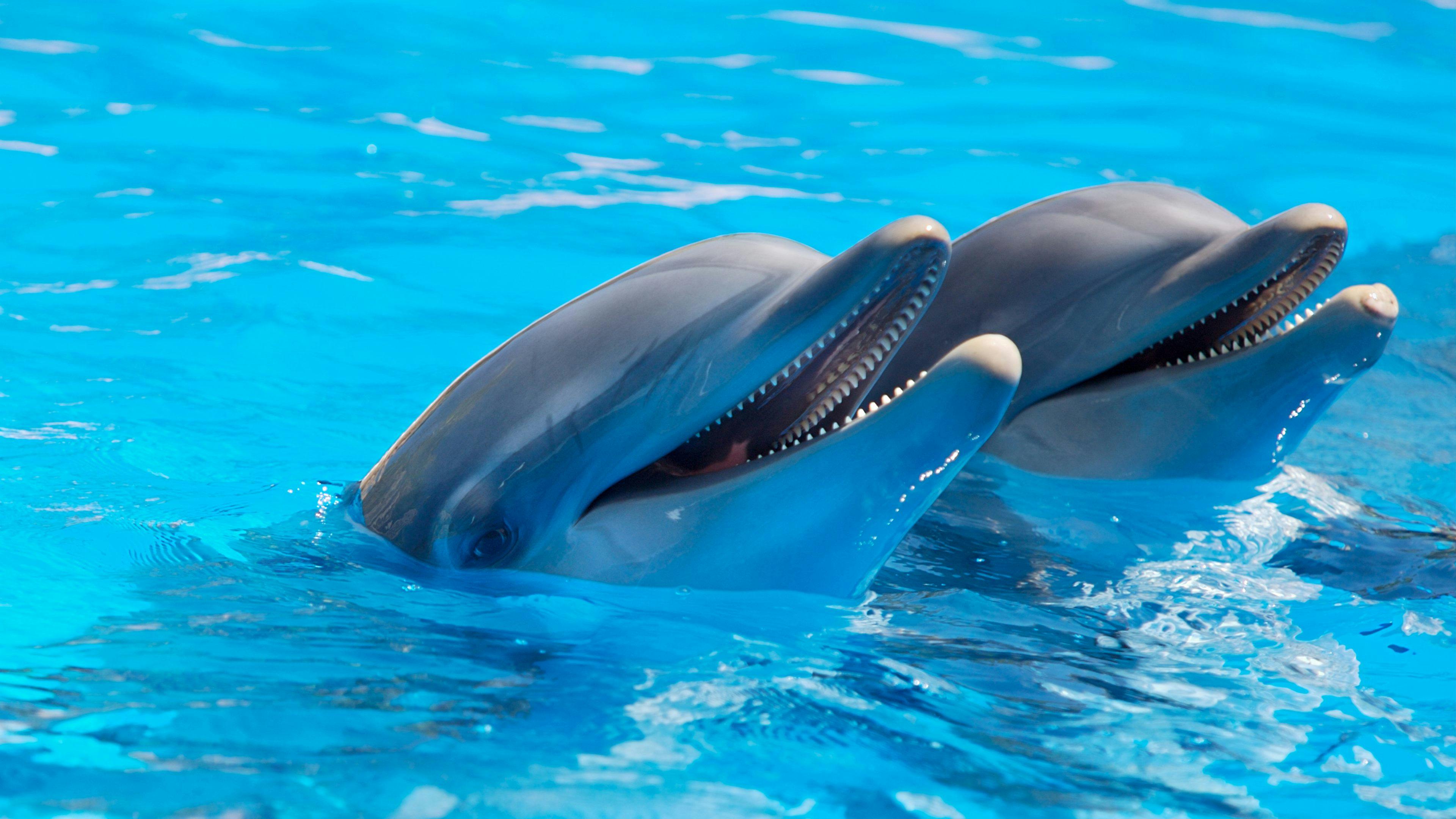 Dolphins | Source: Pexels