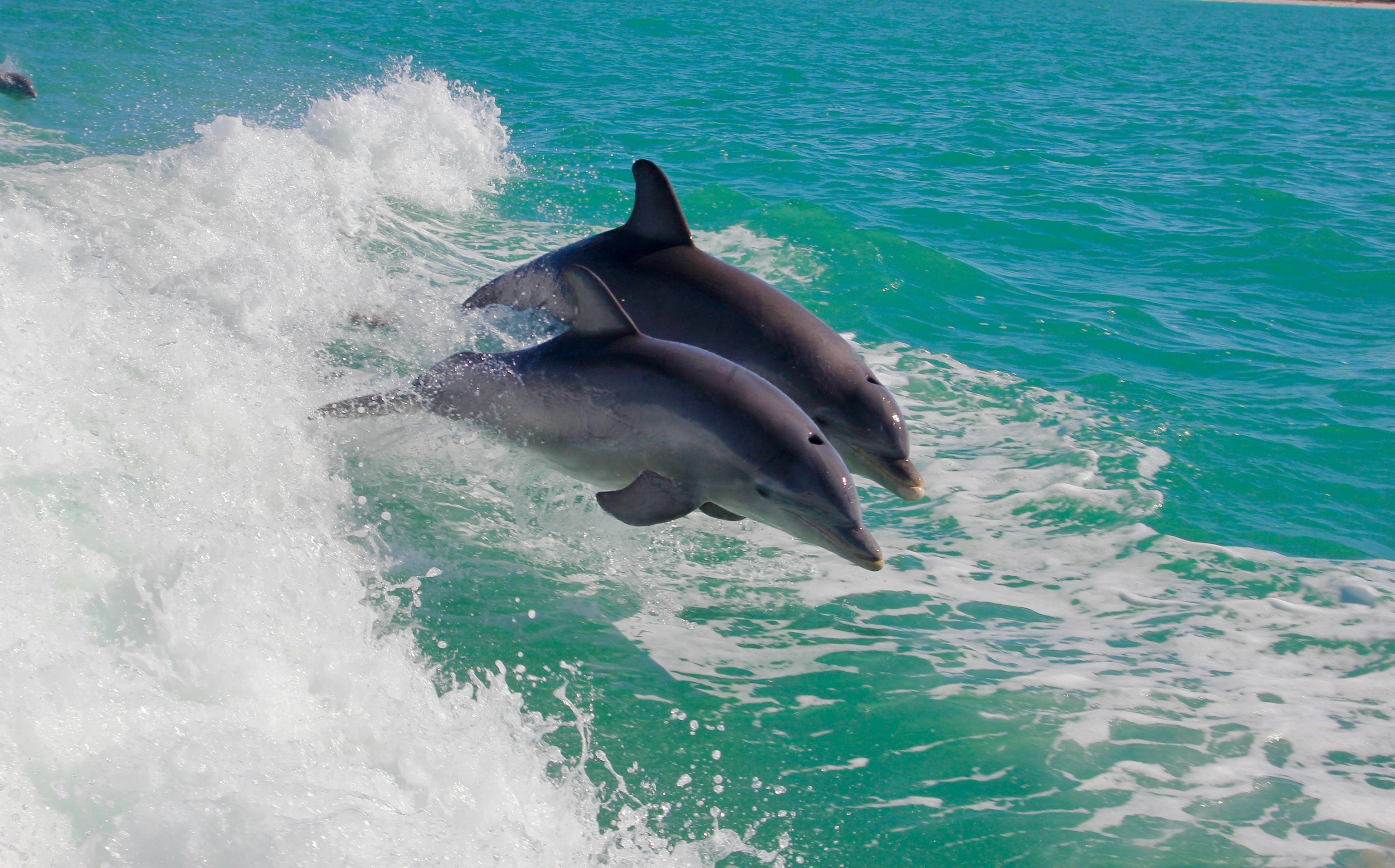Dolphins | Source: Pexels