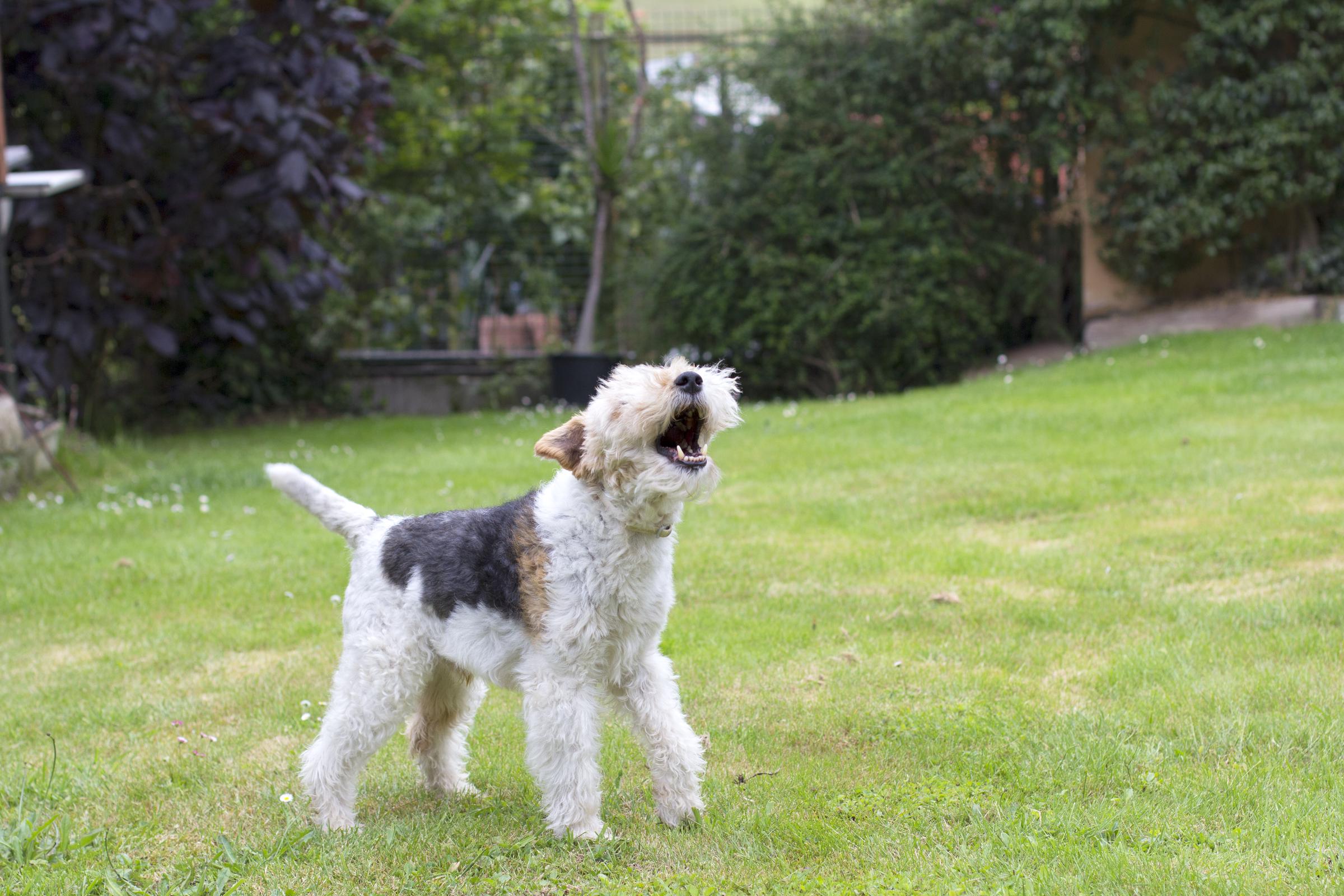 Dog is barking | Source: Getty Images