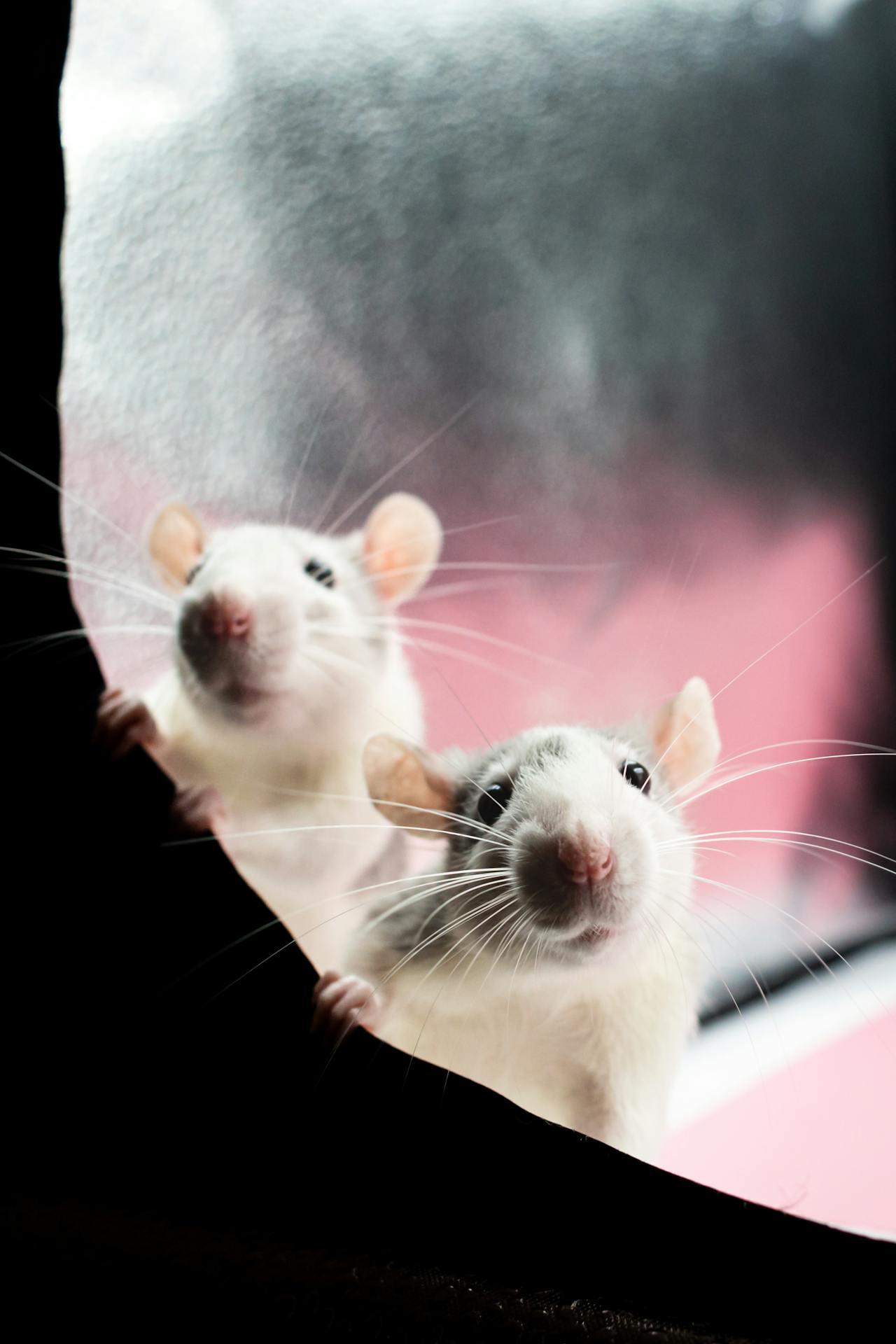 Two curious rats peeping into a bag | Source: Pexels