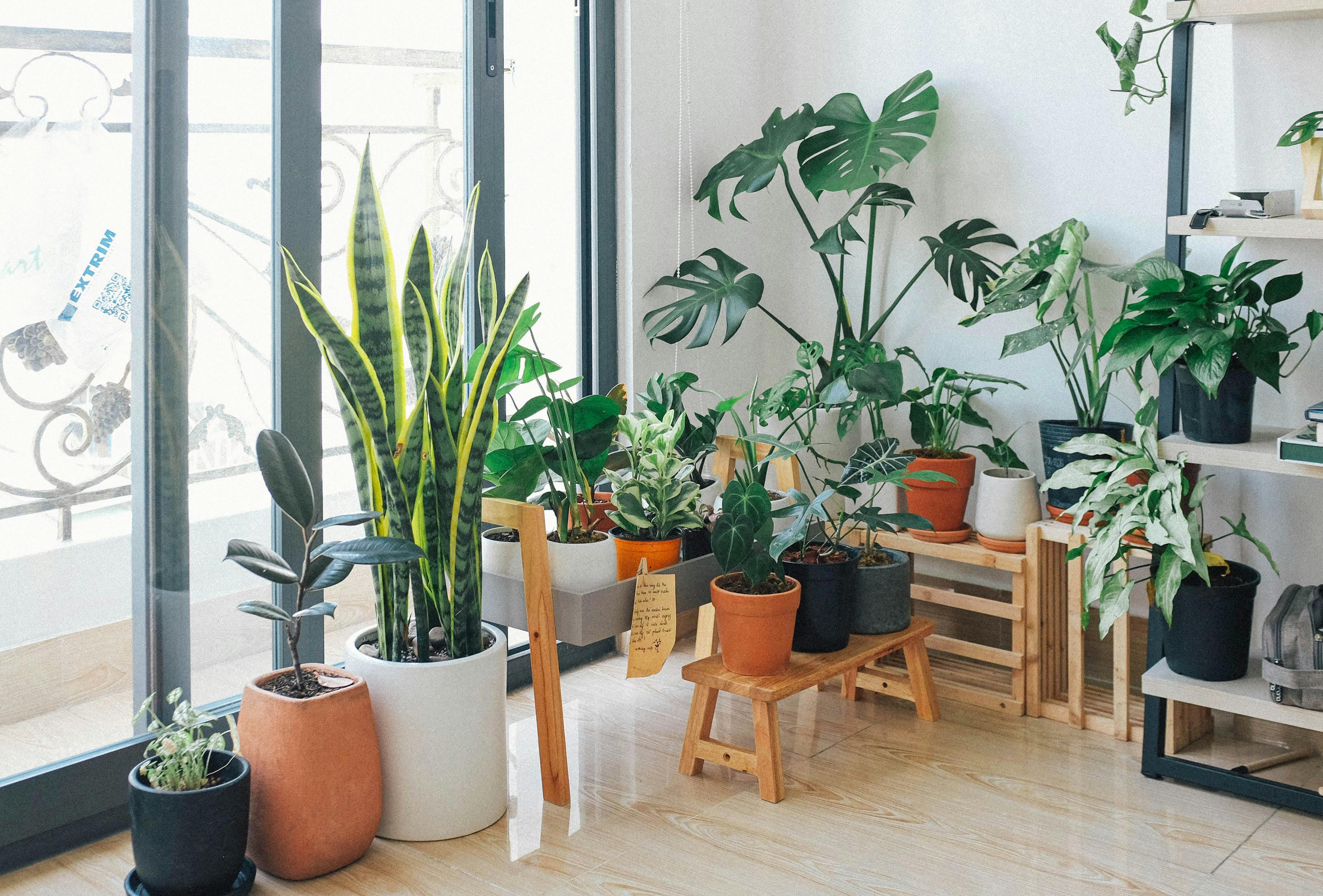 House plants | Source: Pexels