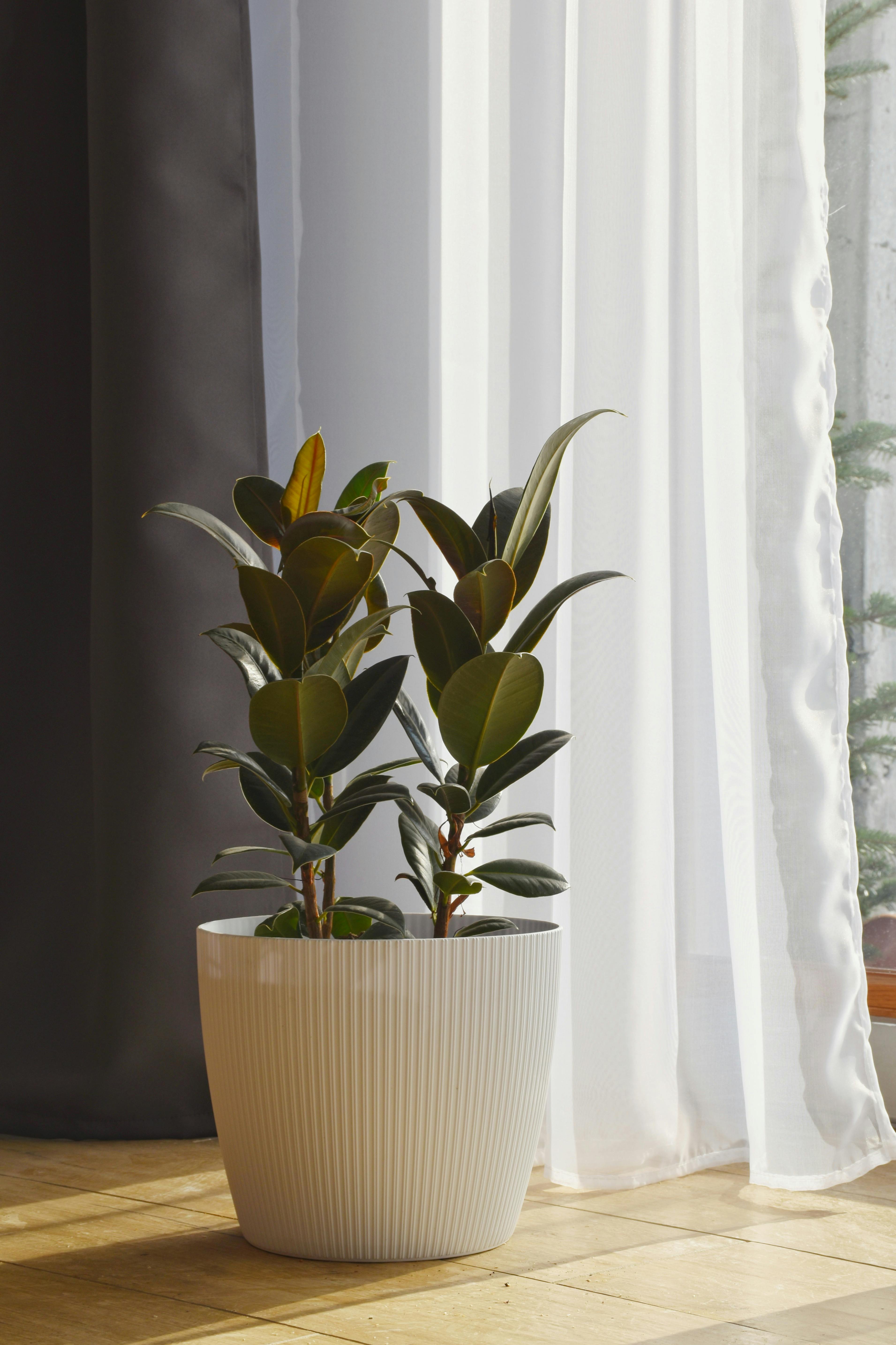 Plant pot next to sheer curtains | Source: Pexels