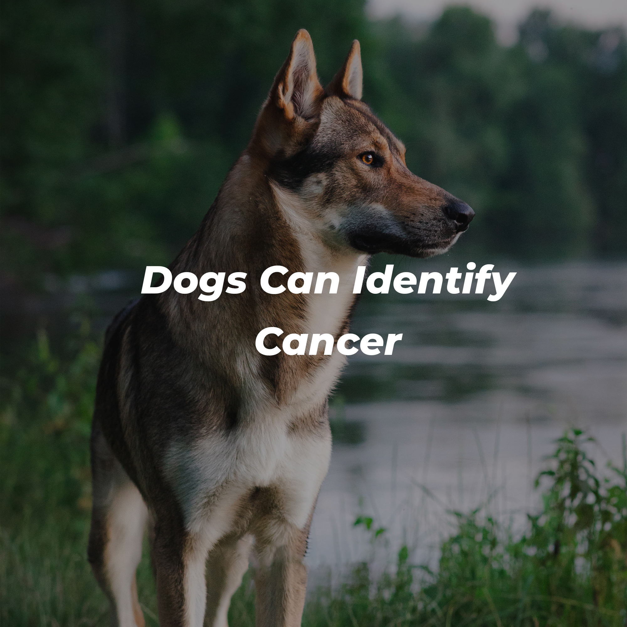 A picture of a dog with text that reads, “Dogs Can Identify Cancer.” | Image: Unsplash