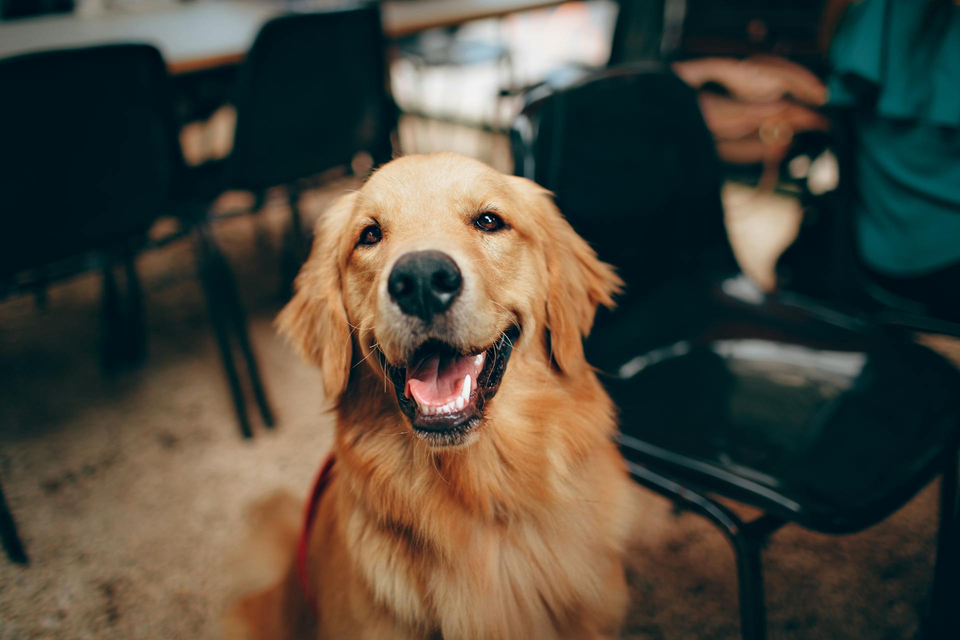 A dog | Source: Pexels