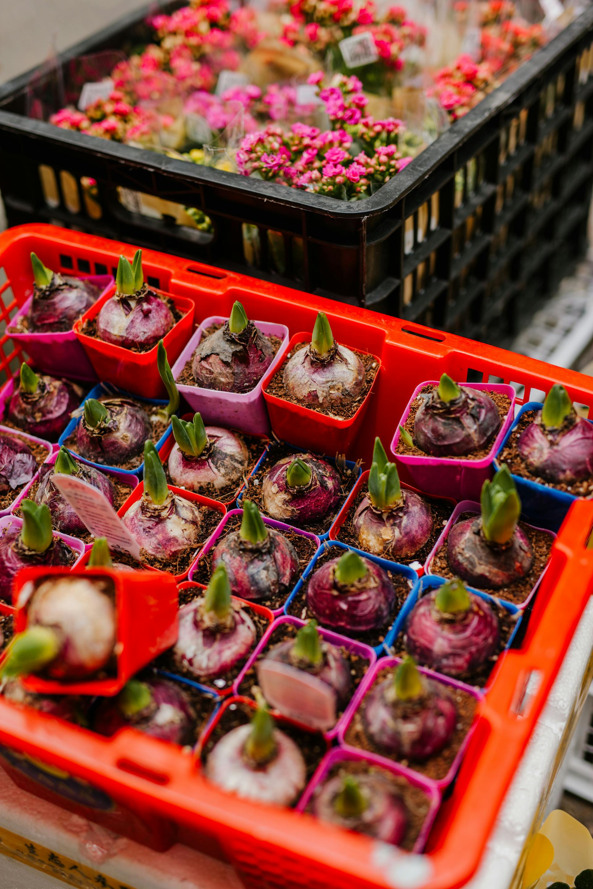 Plastic crates filled with bulbs and plants | Source: Pexels