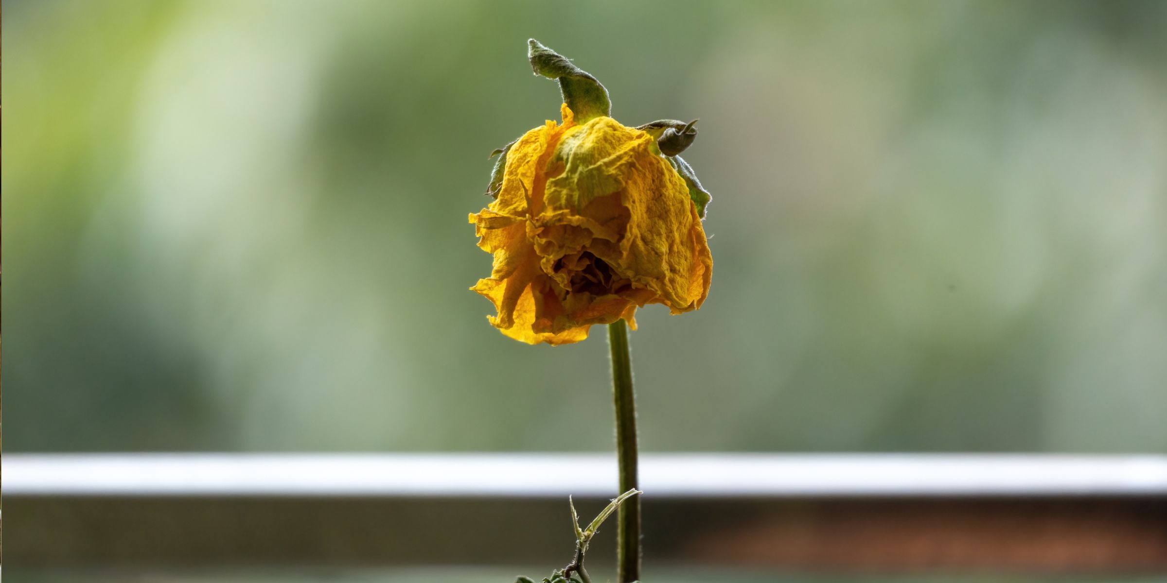 Close-up of a dry yellow rose | Source: Shutterstock