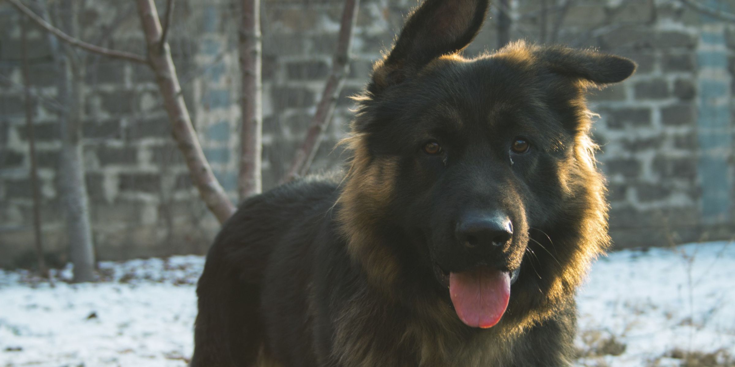 A German Shepherd surrounded by snow in an urban area | Source: Freepik