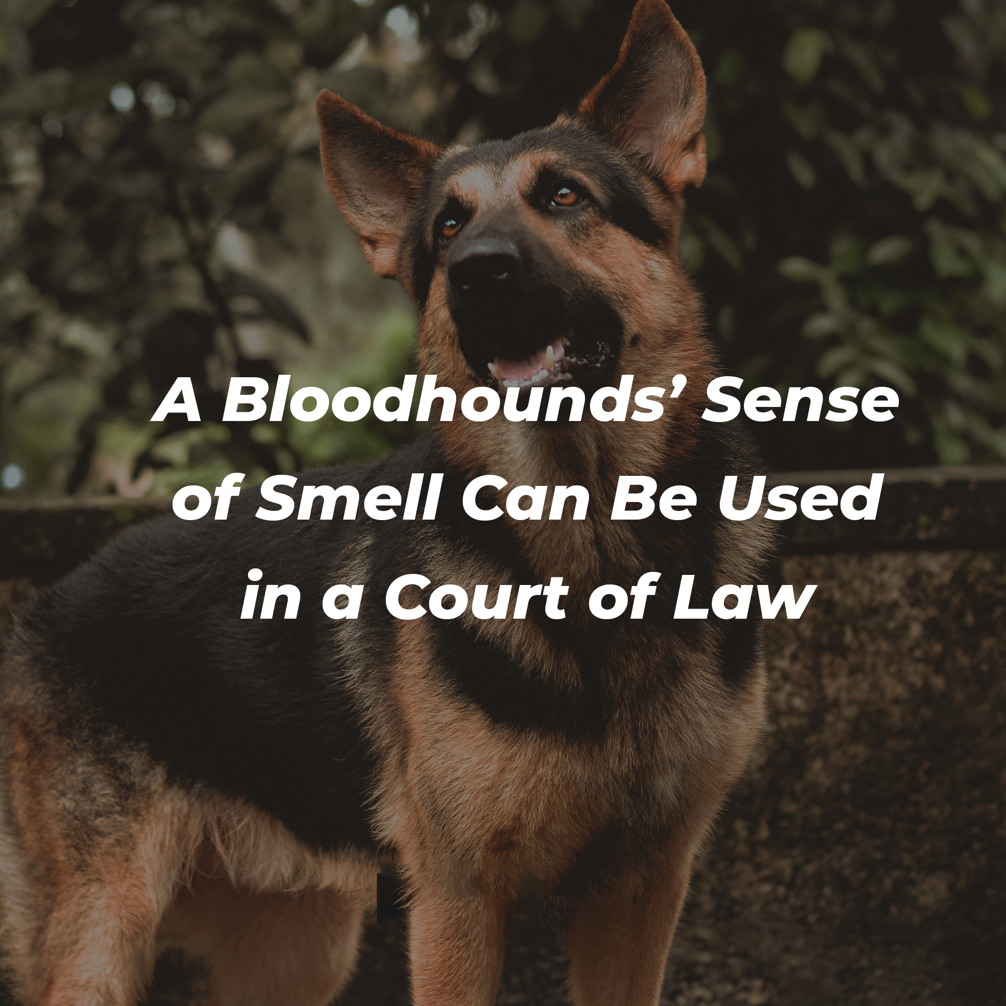 A picture of a dog with text that reads, “A Bloodhounds’ Sense Of Smell Can Be Used In A Court Of Law.” | Image: Unsplash