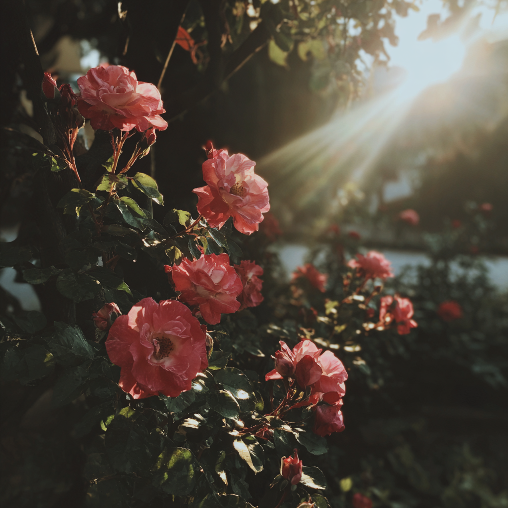 Beautiful rose bushes in a backyard | Source: no source