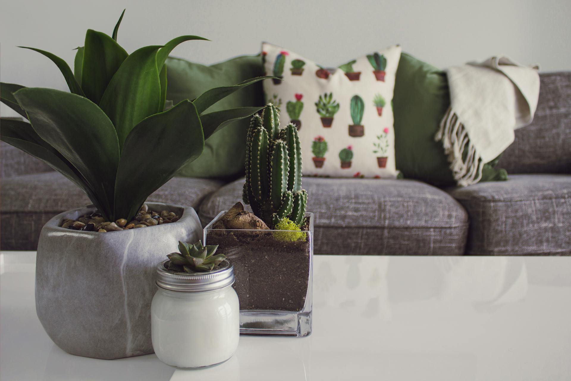 A photo of houseplants lying on a table | Source: Pexels