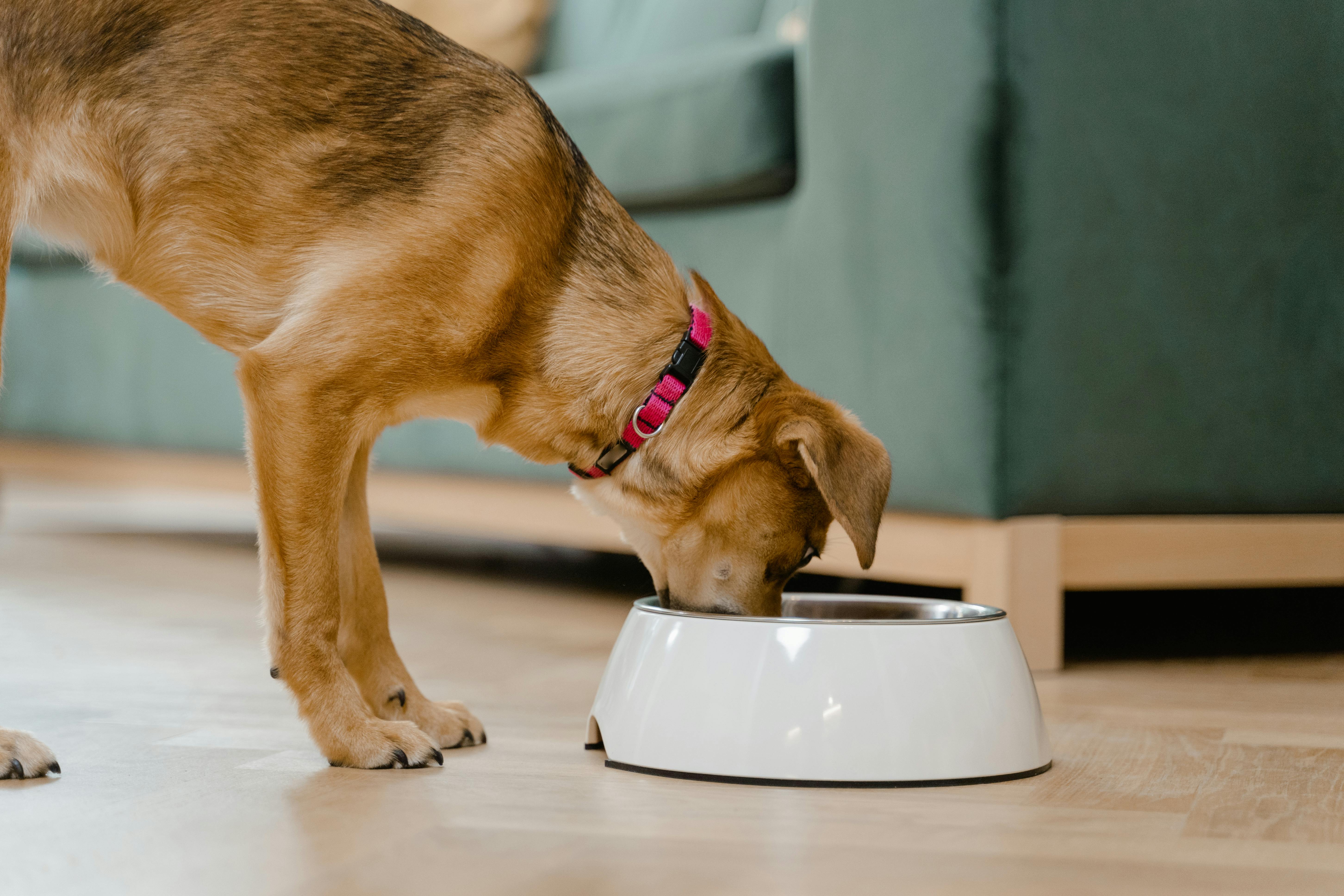 A dog eating from a bowl | Source: Pexels