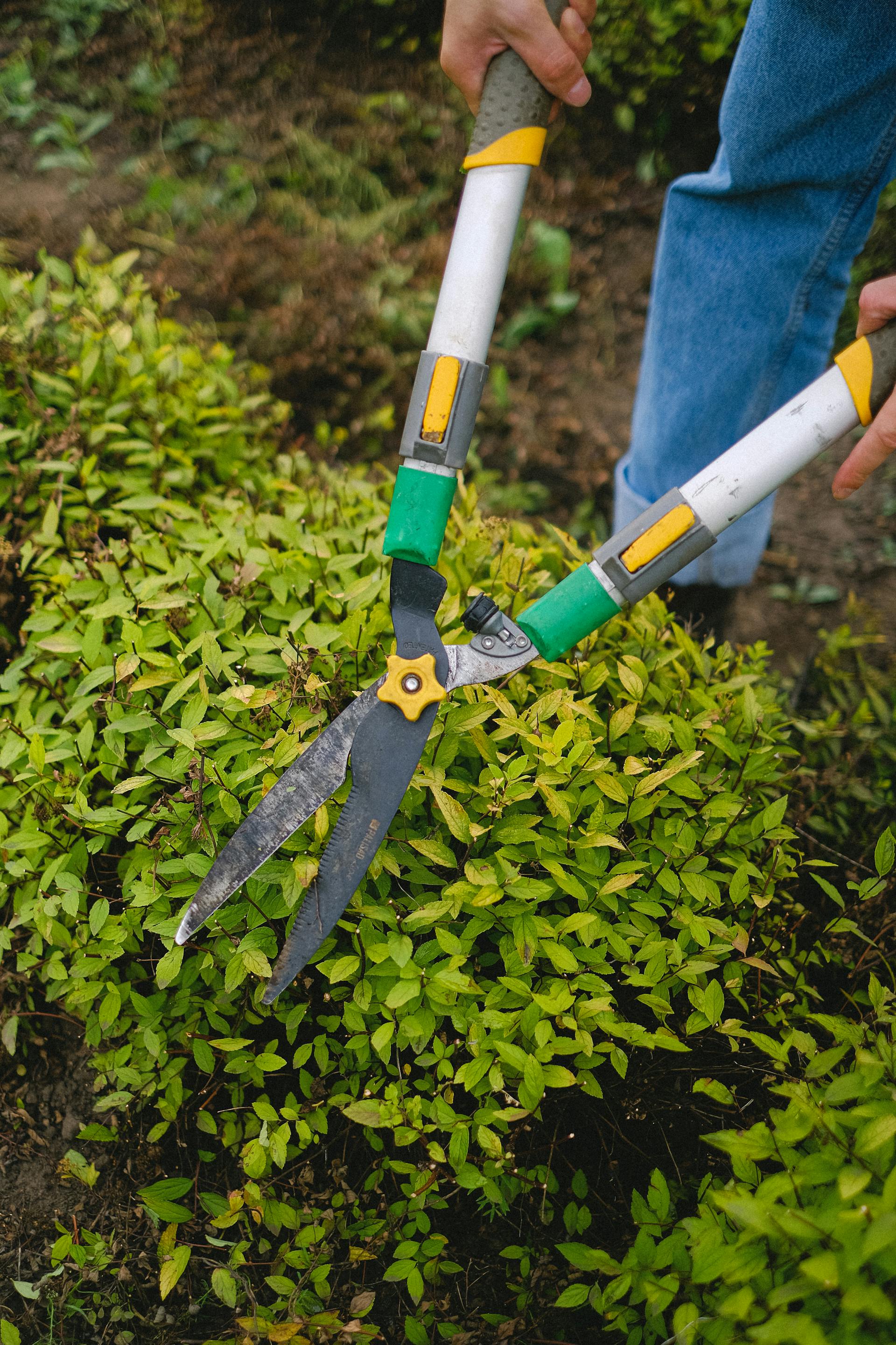 A man pruning a plant | Source: Pexels