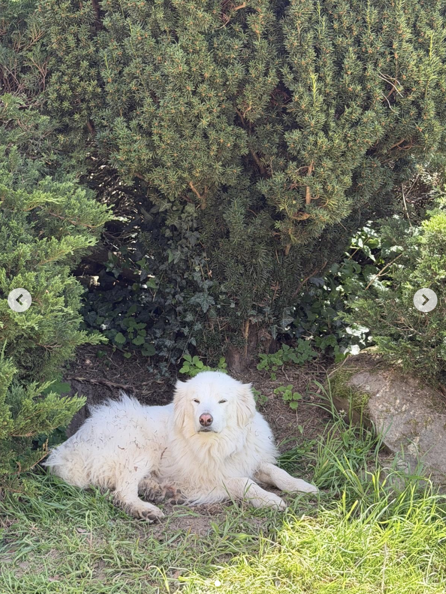 An image of Natalie Portman's dog lounging outdoors in Paris, France, posted on May 7, 2026. | Source: Instagram/natalieportman