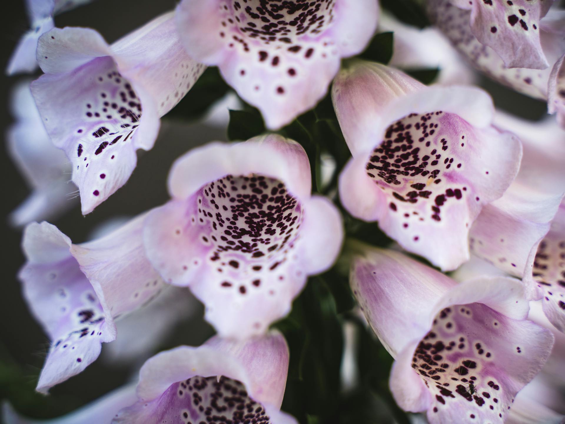 A foxglove plant in bloom | Source: Pexels