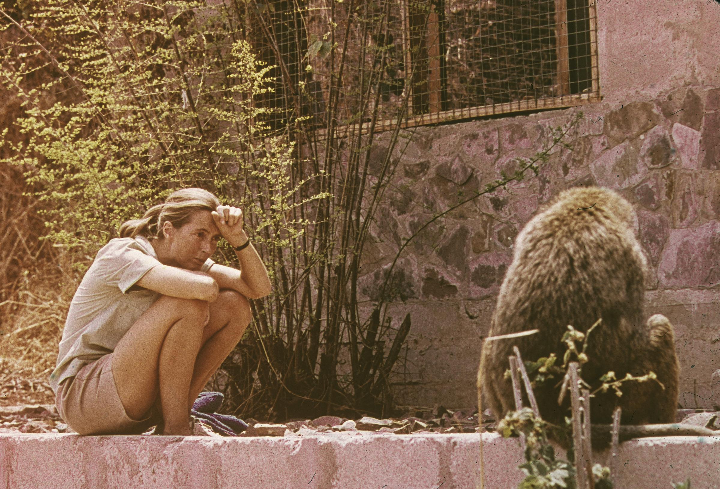 Jane Goodall sits outdoors and studies an African baboon, 1974. | Source: Getty Images