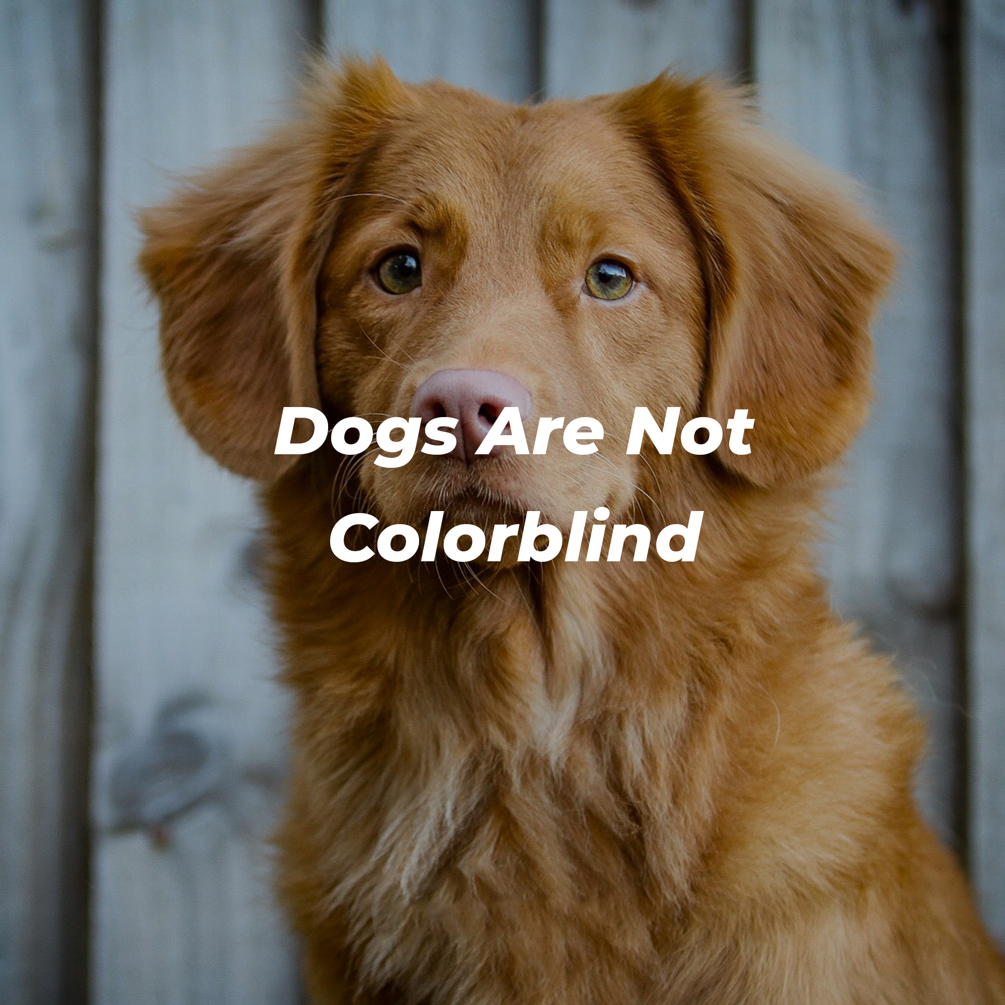 A picture of a dog with text that reads, “Dogs Are Not Colorblind.” | Image: Unsplash