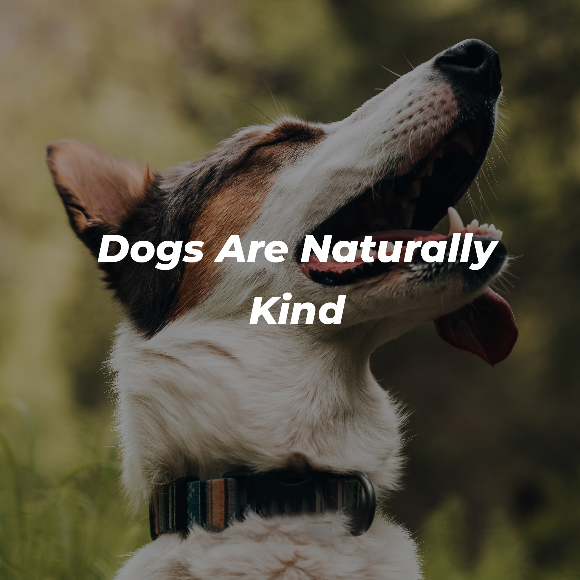 A picture of a dog with text that reads, “Dogs Are Naturally Kind.” | Image: Unsplash