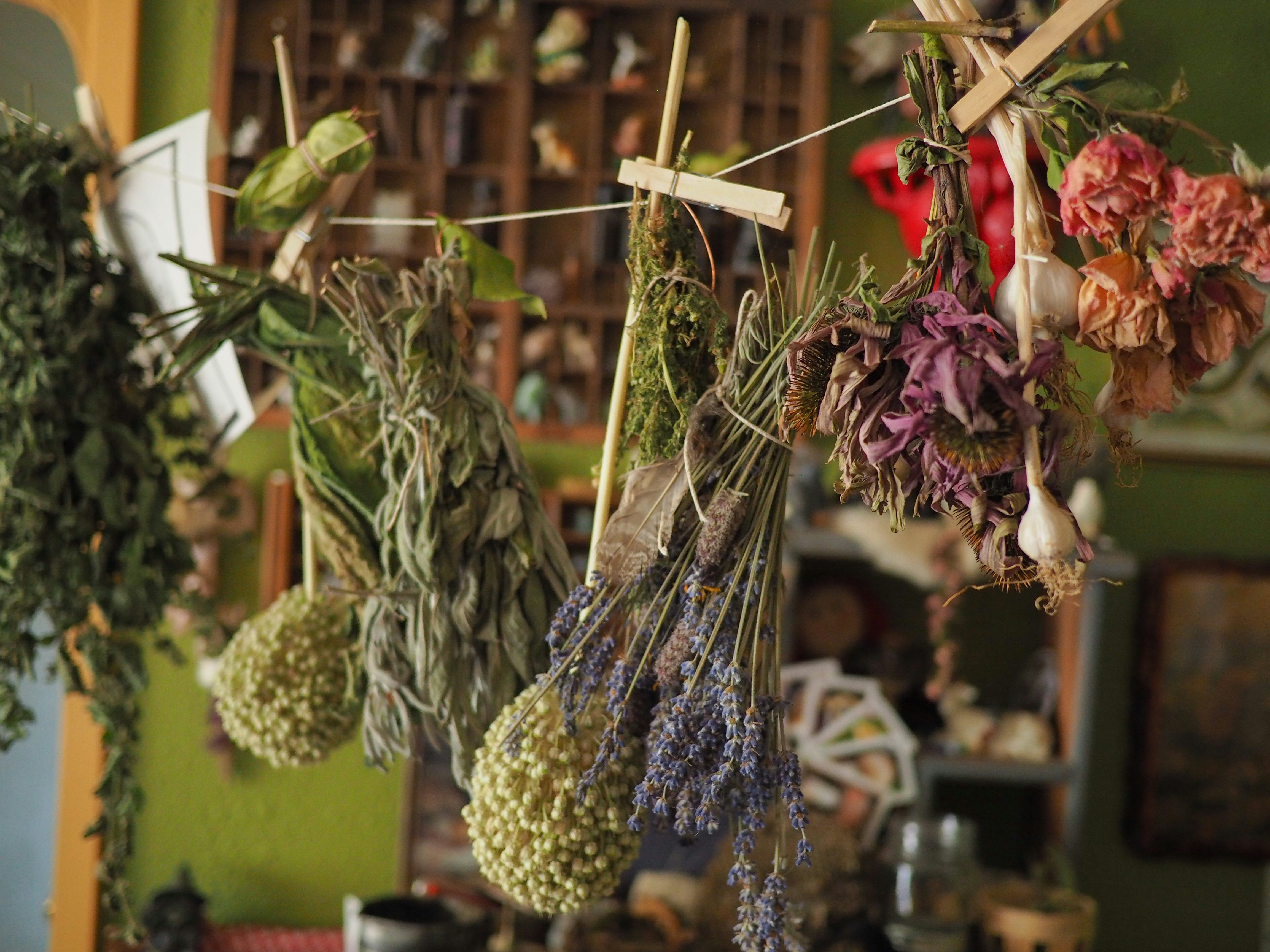 How To Master Herbal Remedies Through Practical Adult Learning Workshops