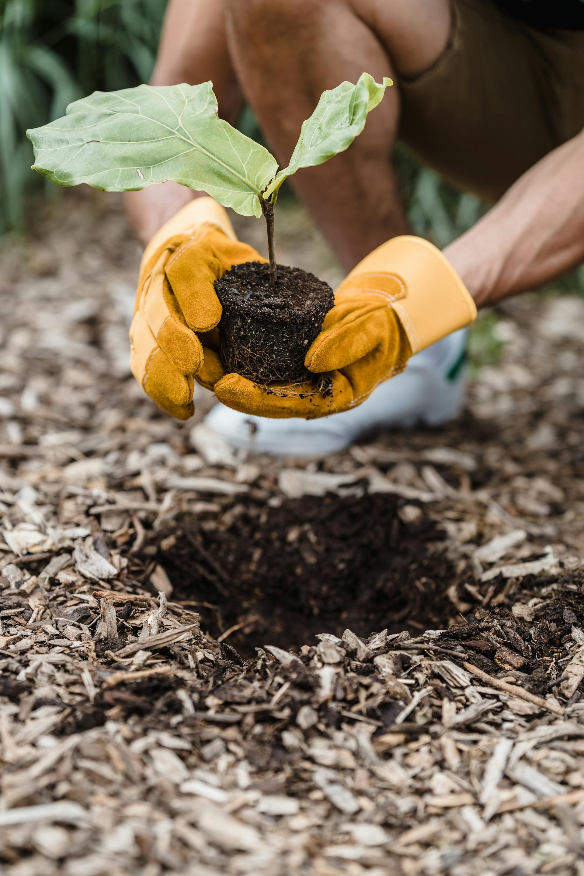 A man transplanting a young plant | Source: Pexels