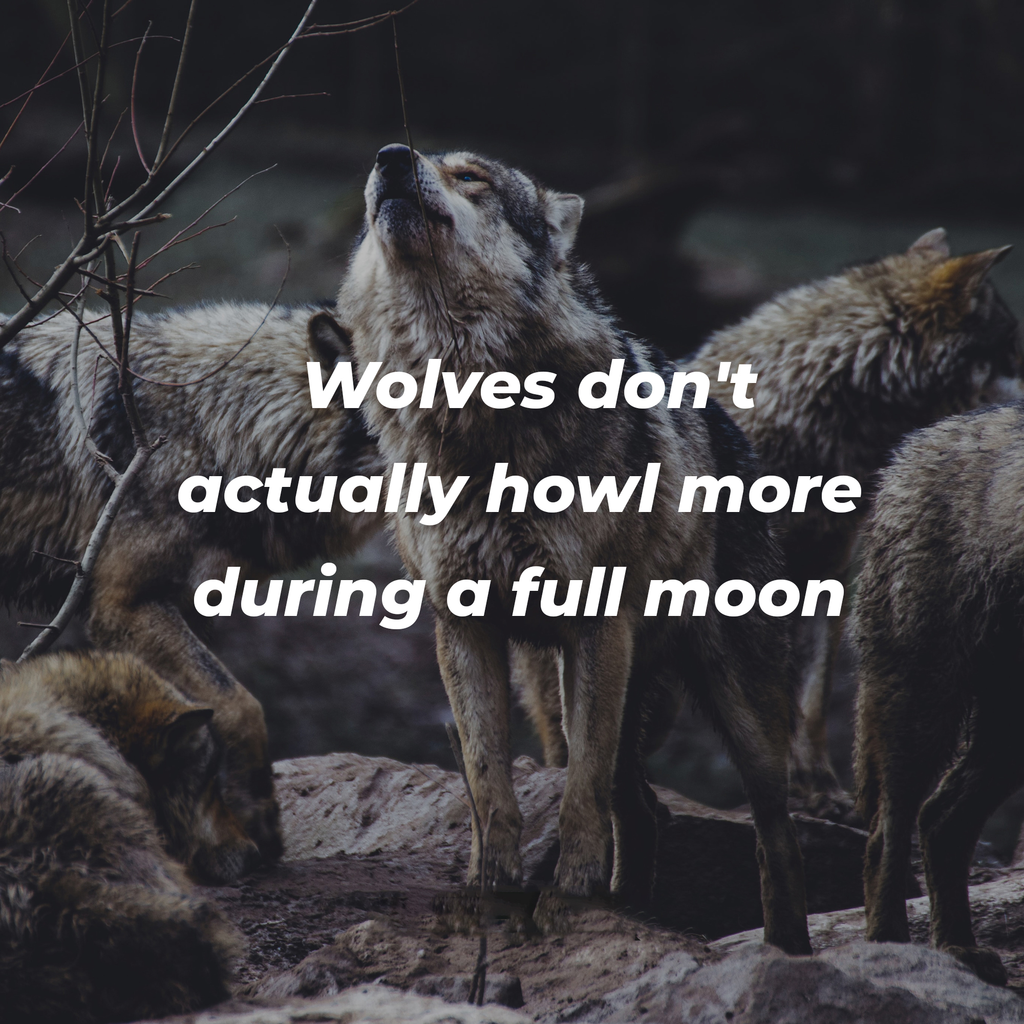 A picture of a pack of wolves with overlaid text reading, “Wolves don’t actually howl more during a full moon” | Source: Unsplash