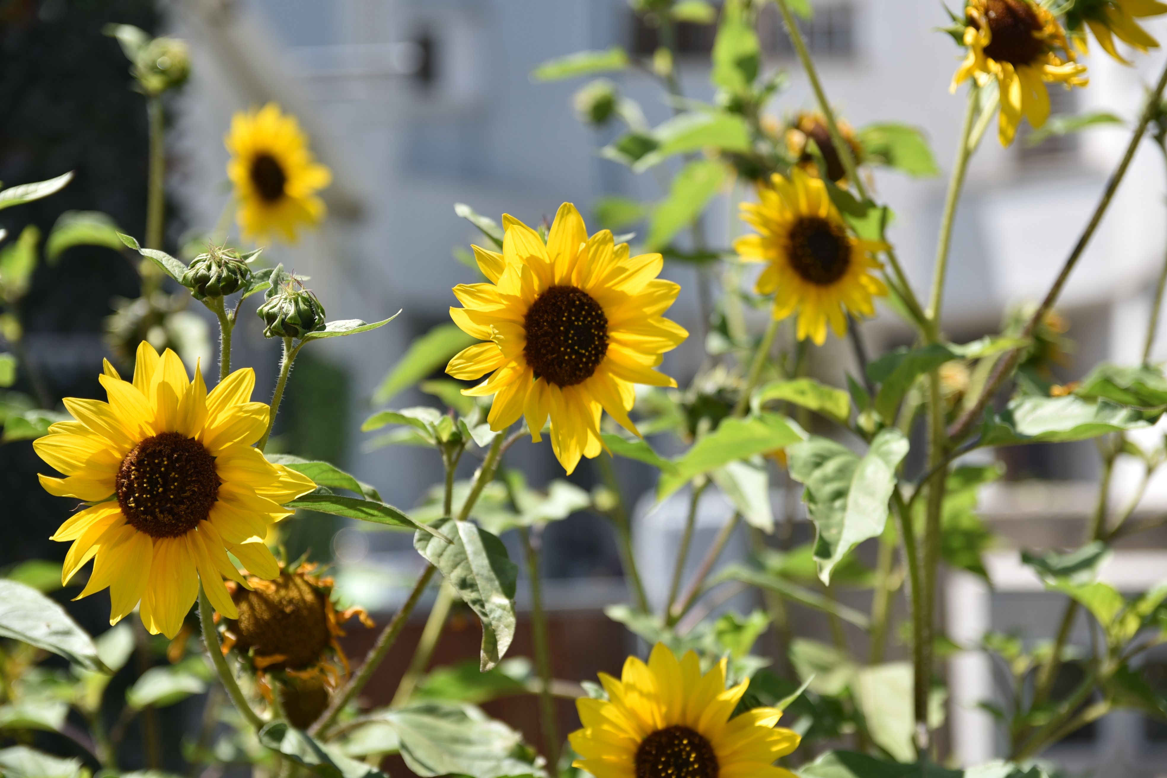 A field of sunflowers | Source: Pexels