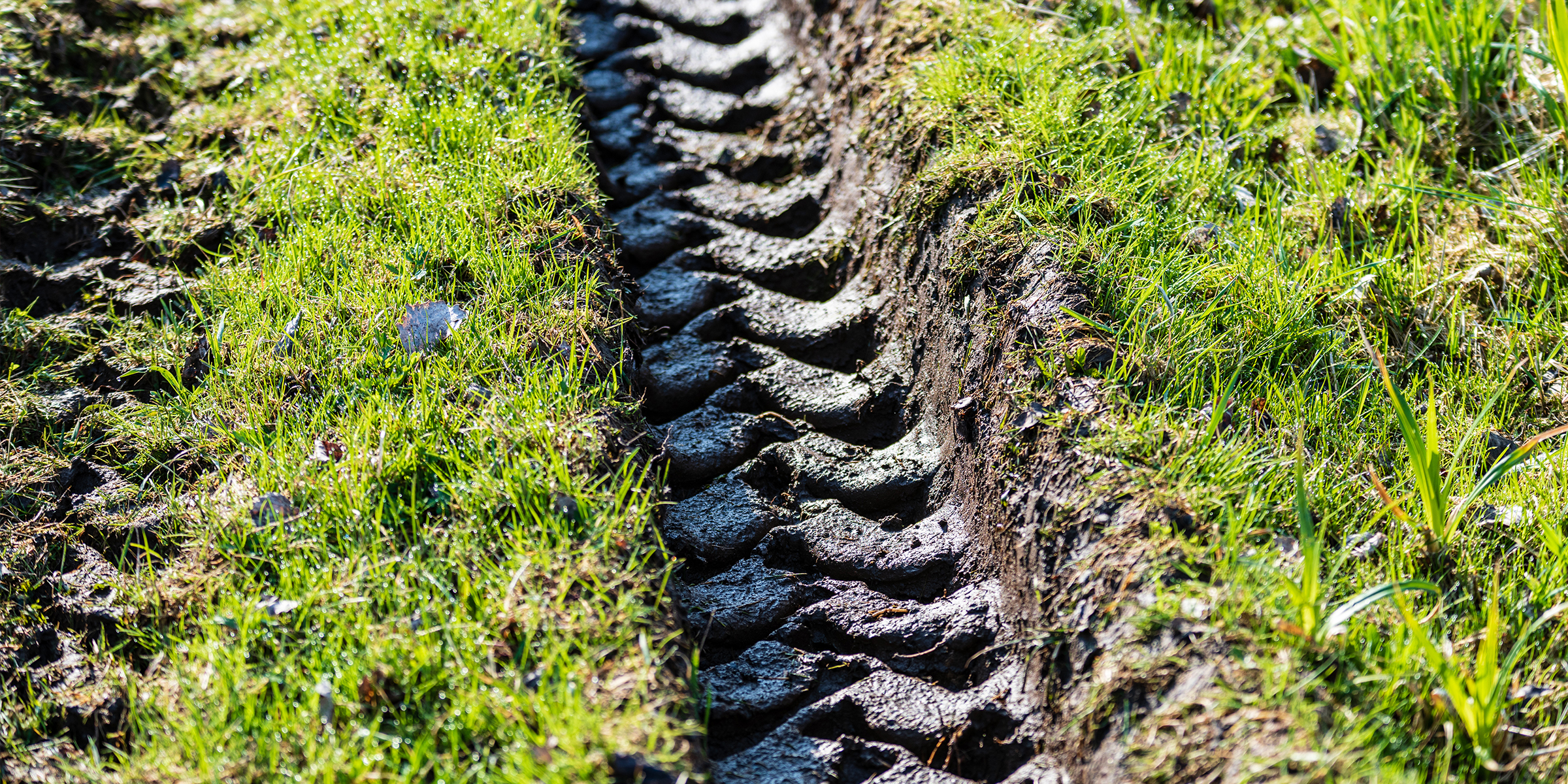 Tracks across a lawn | Source: Shutterstock