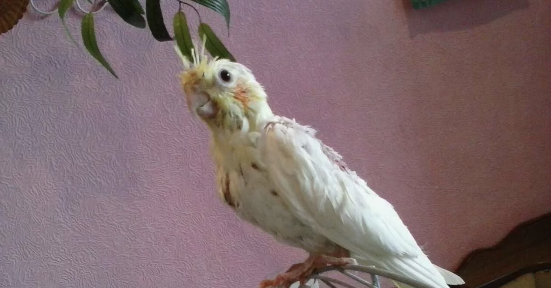 The old parrot | Source: Shutterstock