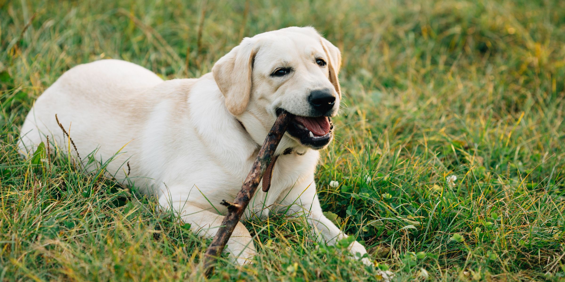 A dog chewing a stick | Source: No source